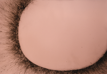 Load image into Gallery viewer, DOMED Limited Edition Prints