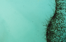 Load image into Gallery viewer, SWAYED - Limited Edition Prints