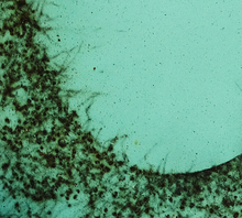 Load image into Gallery viewer, SWAYED - Original Exploded Artwork