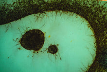 Load image into Gallery viewer, SWAYED - Limited Edition Prints